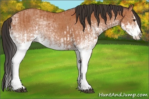Horse Color:White Spotted Bay Splash and White Spotted Bay Splash