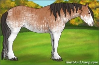 Horse Color:White Spotted Bay Splash  and White Spotted Bay Splash 