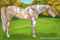 Horse Color:White Spotted Liver Chestnut Pearl Snowflake Varnish