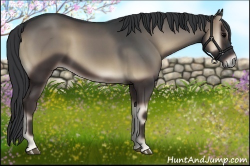 Horse Color:Blue Onyx