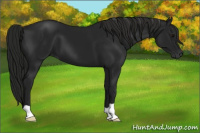 Horse Color:Gray Black 