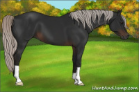 Horse Color:Gray Silver Brown 