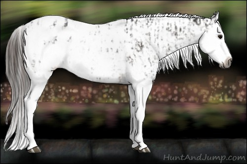 Horse Color:Gray Bay Sabino Splash Appaloosa and Gray Bay Sabino Splash Appaloosa