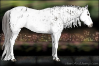 Horse Color:Gray Bay Sabino Splash Appaloosa and Gray Bay Sabino Splash Appaloosa