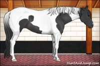 Horse Color:Black Tobiano