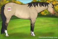 Horse Color:Bay Dun Rabicano