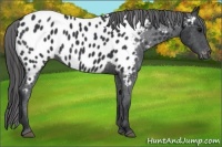 Horse Color:Black Appaloosa 