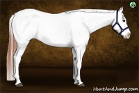 Horse Color:Bay Near Leopard