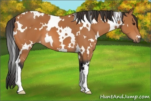 Horse Color:White Spotted Bay 