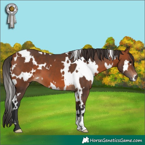 Horse Color:White Spotted Bay 
