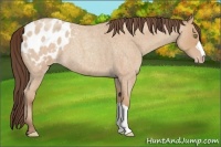 Horse Color:Amber Champagne Roan Appaloosa 