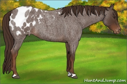 Horse Color:Liver Red Roan Appaloosa