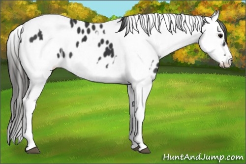 Horse Color:Black Sabino Splash Leopard  and Gray Black Sabino Splash Leopard 