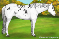 Horse Color:Black Sabino Splash Leopard and Gray Black Sabino Splash Leopard