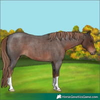 Horse Color:Liver Red Roan 