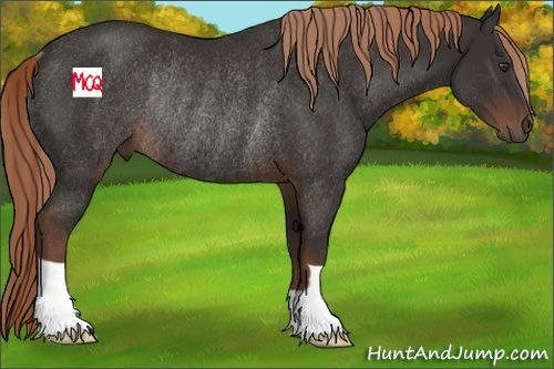 Horse Color:Liver Chestnut Rabicano 