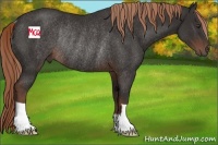 Horse Color:Liver Chestnut Rabicano