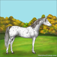 Horse Color:Gray Liver Chestnut Sabino Splash Appaloosa and Gray Liver Chestnut Sabino Splash Appaloosa