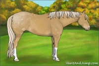 Horse Color:Palomino