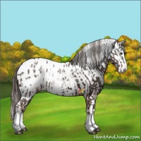 Horse Color:Liver Chestnut Sabino Splash Blanket and Liver Chestnut Sabino Splash Snowcap