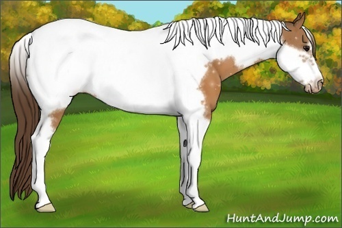 Horse Color:Buckskin Tobiano Frame Varnish 