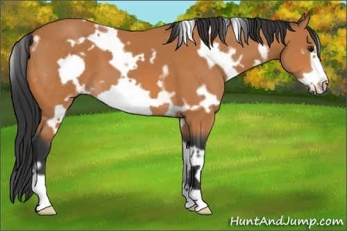 Horse Color:White Spotted Bay Frame 
