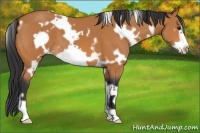 Horse Color:White Spotted Bay Frame