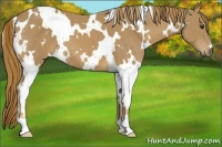 Horse Color:White Spotted Chestnut 