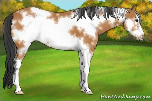 Horse Color:White Spotted Bay Sabino Frame 