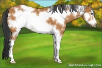 Horse Color:White Spotted Bay Sabino Frame