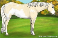 Horse Color:White Spotted Palomino Frame 