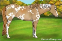 Horse Color:White Spotted Chestnut Sabino