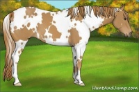 Horse Color:White Spotted Chestnut