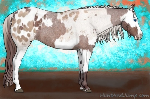 Horse Color:Chocolate Brown Roan Sabino Splash Appaloosa  and Liver Red Roan Pearl Sabino Splash Appaloosa 
