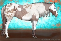 Horse Color:Chocolate Brown Roan Sabino Splash Appaloosa  and Liver Red Roan Pearl Sabino Splash Appaloosa 