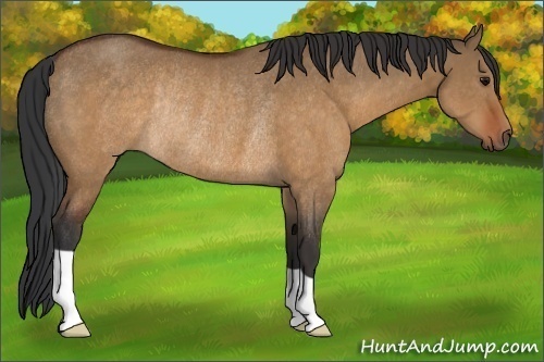 Horse Color:Brown Dun Rabicano 