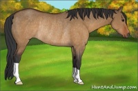 Horse Color:Brown Dun Rabicano