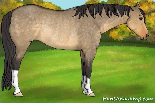 Horse Color:Buckskin Dun Rabicano