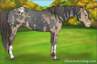 Horse Color:Liver Red Dun Sabino Splash and Gray Liver Chestnut Sabino Splash Appaloosa