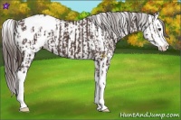 Horse Color:Liver Chestnut Sabino Splash Appaloosa  and Liver Red Dun Sabino Splash Appaloosa 
