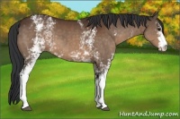 Horse Color:White Spotted Brown 