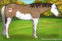 Horse Color:Liver Red Dun Splash 