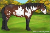 Horse Color:White Spotted Bay Frame
