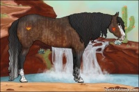 Horse Color:Buckskin Sabino Splash  and Bay Sabino Splash 
