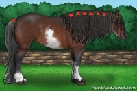 Horse Color:White Spotted Bay 