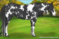Horse Color:White Spotted Black Sabino