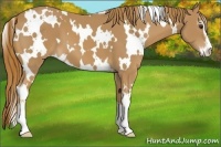 Horse Color:White Spotted Chestnut Sabino 