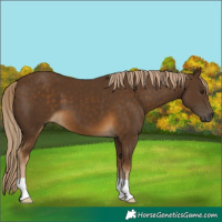 Horse Color:Chocolate Palomino 