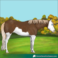Horse Color:Chocolate Palomino Splash 