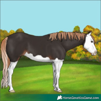 Horse Color:Liver Chestnut Splash 